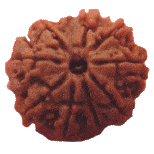9 Mukhi Rudraksha Nine Face Mukhi Original Nepali Rudraksha
