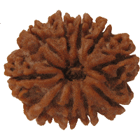 10 Mukhi Rudraksha Ten Face Mukhi Original Nepali Rudraksha
