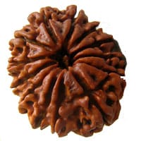 13 Mukhi Rudraksha Thirteen Face Mukhi Original Nepali Rudraksha