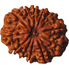 12 Mukhi Rudraksha Tweleve Face Mukhi Original Nepali Rudraksha