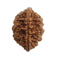 2 Mukhi Rudraksha Two Face Do mukhi  Nepali Rudraksha for Harmony