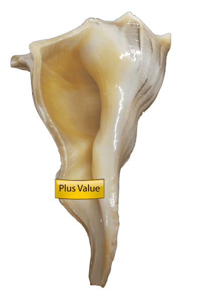 valampuri Right Hand Conch Shell Dakshinavarti Shankh 4.5&quot;