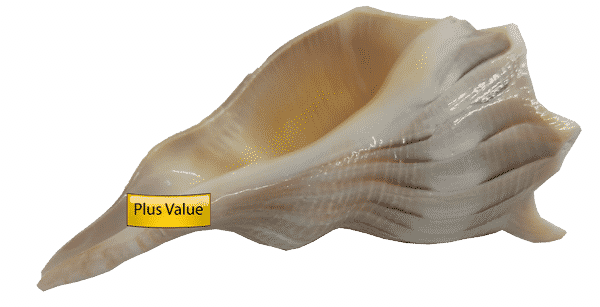valampuri Right Hand Conch Shell Dakshinavarti Shankh 4.5&quot;