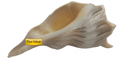 valampuri Right Hand Conch Shell Dakshinavarti Shankh 4.5&quot;
