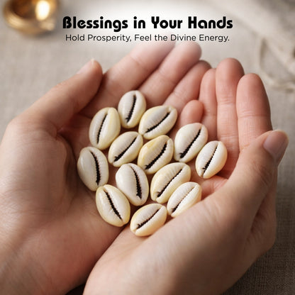 Lakshami Kaudi - Yellow Kaudi Peeli Cowrie Vastu Shastra Remedies for Daily Pooja - plusvalueindia